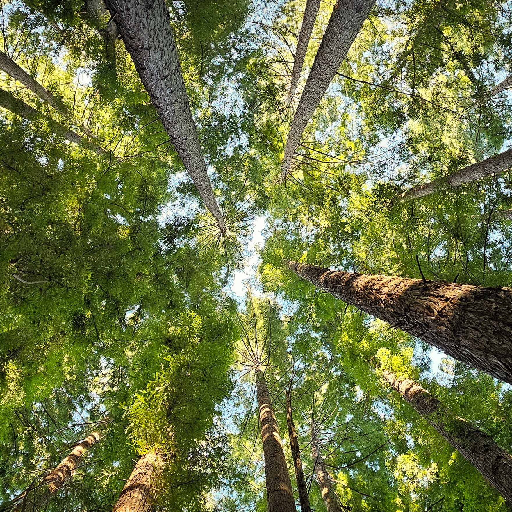 A photograph of a forest by Sean Josef Lua, July 2024.